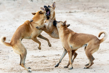 Three big brown dogs fighting on the beach