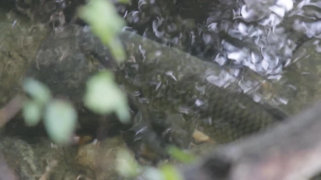 Fish bullhead, nerfling in city river Seine in Paris suburbs, clear water
