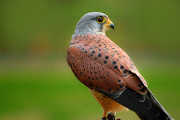 Bird Falco sparrow hawk, American kestrel