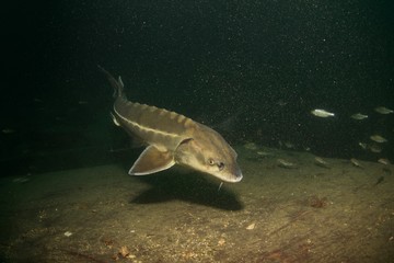 Esturgeon, sturgeon