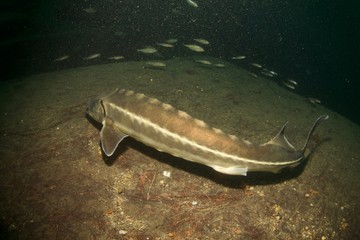 Esturgeon, sturgeon