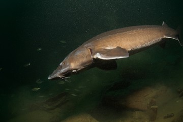 Fototapeta premium Esturgeon, sturgeon