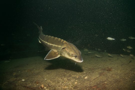 Esturgeon, sturgeon