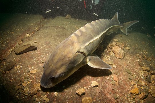 Esturgeon, sturgeon