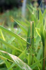 Green locust sitting on the grass close up, selective focus.