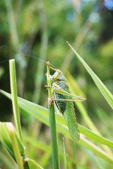 Green grasshopper sitting on the grass close up, selective focus.