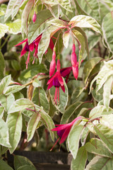 Red flower fuchsia.