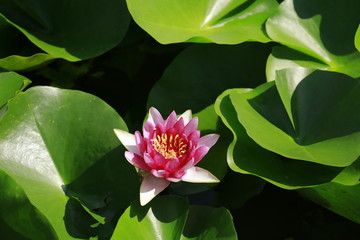 Fototapete bei efototapeten.de bestellen   