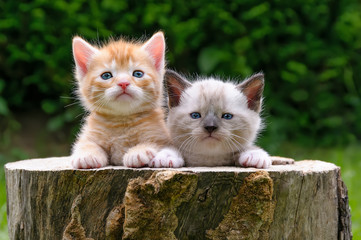 Two baby kittens in a hollowed tree log in a garden