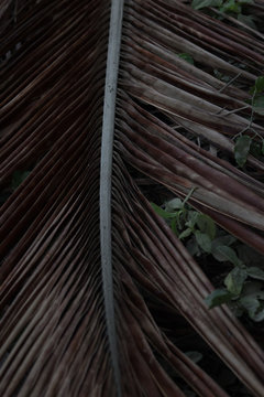 hoja 
