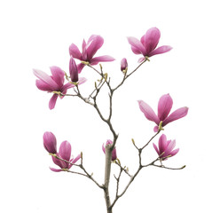 Pink magnolia flowers isolated on white background