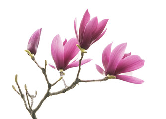 Pink magnolia flowers isolated on white background