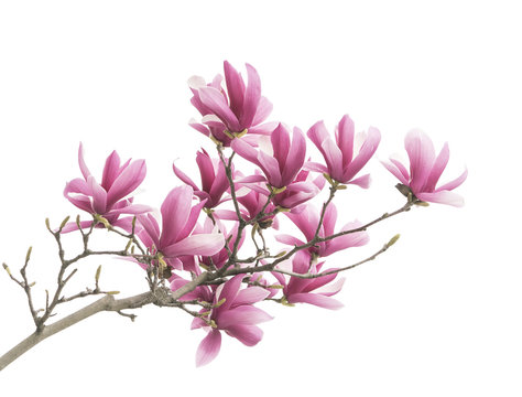 Fototapeta Pink magnolia flowers isolated on white background