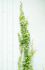 Ivy leaves isolated on white wall