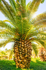 high, beautiful palm trees, clear sky, the sand, the warm tropics.