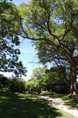 curvy tree outlines sky