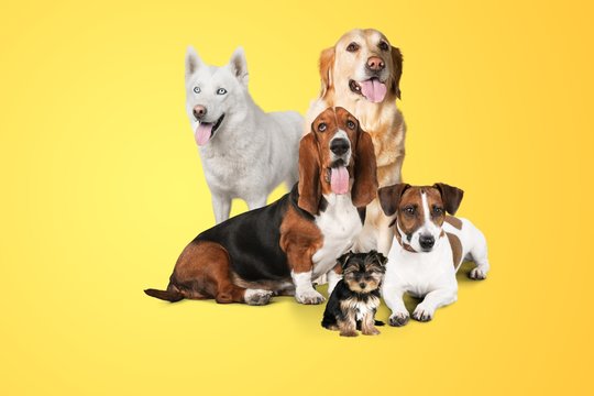 Group Of Dogs On White Background