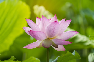 Fototapeta premium Lotus flower and Lotus flower plants