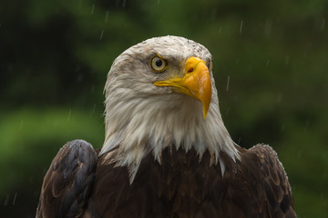 Bald eagle under the rain looking around for a meal