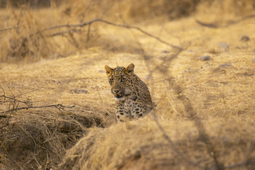 Indian leopard, Panthera pardus fusca, Jhalana, Rajasthan, India