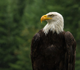 Bald eagle under the rain looking around for a meal