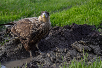 The Bird