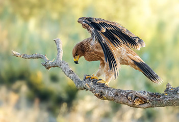 Fototapeta premium Aquila adalberti hiszpański imperial
