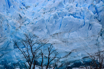 The Branch and The Ice