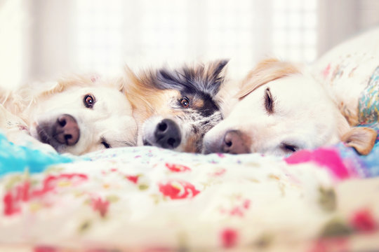 Drei Hunde liegen im Bett und schlafen gemeinsam