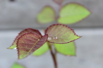 rose leaves with dew drops