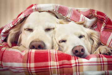 Zwei Hunde schlafen zusammen unter einer Decke im Bett