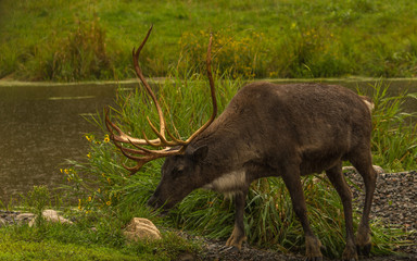 Caribou enjoying the rain of summer before the long months of winter
