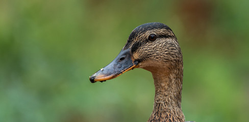 Stockente im Portr&auml;t