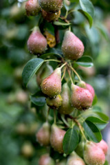 A green pear on a tree after a rain in droplets of dew.