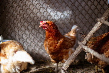 Chickens on the farm. Toned, style, color photo.