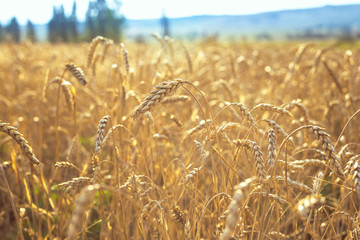 Wheat on the field. Plant, nature, rye