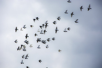 Pigeons flying in the herd
