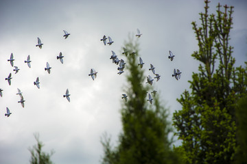 Pigeons flying in the herd - obrazy, fototapety, plakaty