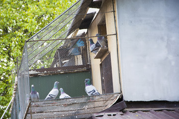 Pigeons in a cage © Heroc