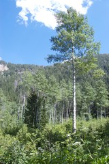 can be combined for Idaho Pano 3