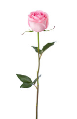 Light pink rose isolated on white background. - obrazy, fototapety, plakaty