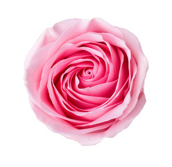 Light pink rose isolated on white background.