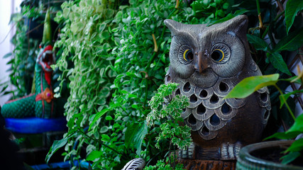 Owl at the garden