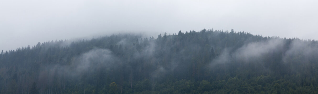Fototapeta Mist forest landscape, mountain fog.