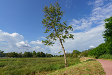 Bike path along the green meadow in the northern portuguese park