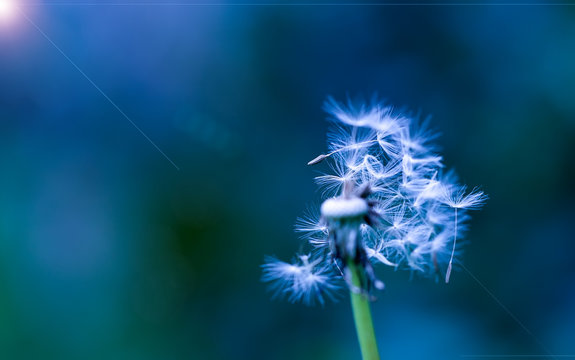Art photo of dandelion close-up on blue background. Drops of morning dew on the dandelion seeds. Black and white photo. Monochrome photography.