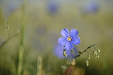 Linen flower close up against blurry background.