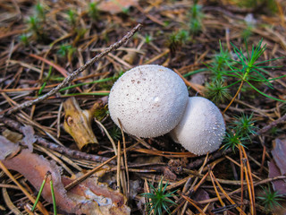 Mushroom Raincoat Lycoperdon, Raincoat in the forest macro, close-up 