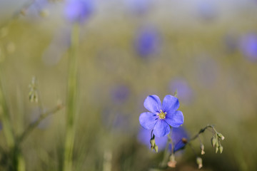 Linen flower close up against blurry background.