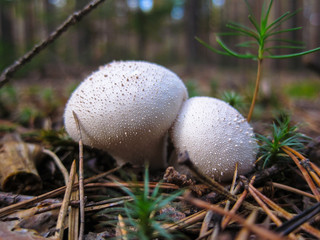 Mushroom Raincoat Lycoperdon, Raincoat in the forest macro, close-up 